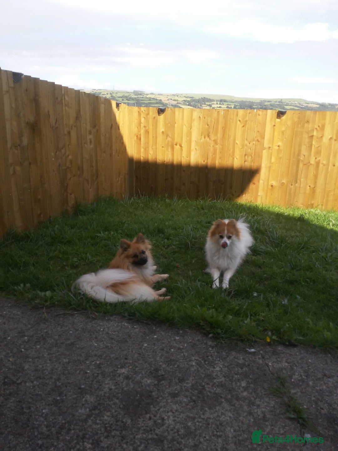 Pomeranian dogs for sale: Pomeranian puppies for sale - Advert 6