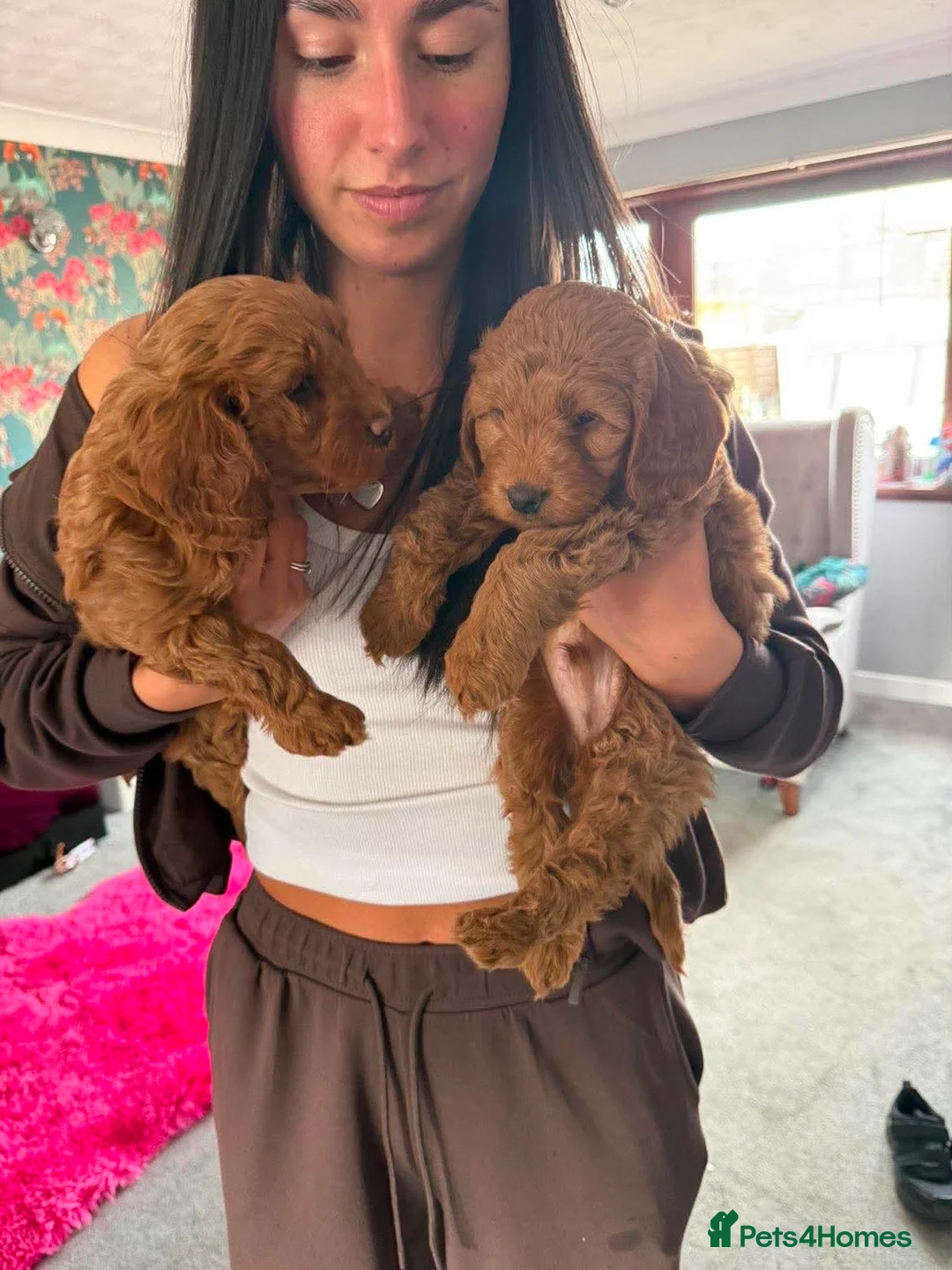 Cavapoo dogs for sale: Cavapoo Puppies for Sale - Advert 2