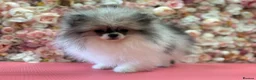 Pomeranian dogs for sale: KC registered Pomeranian Puppies for sale  - Advert 14