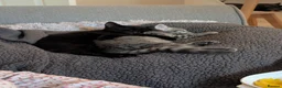 Mixed Breed cats for sale: Affectionate 16 Week Old Kittens - Advert 14
