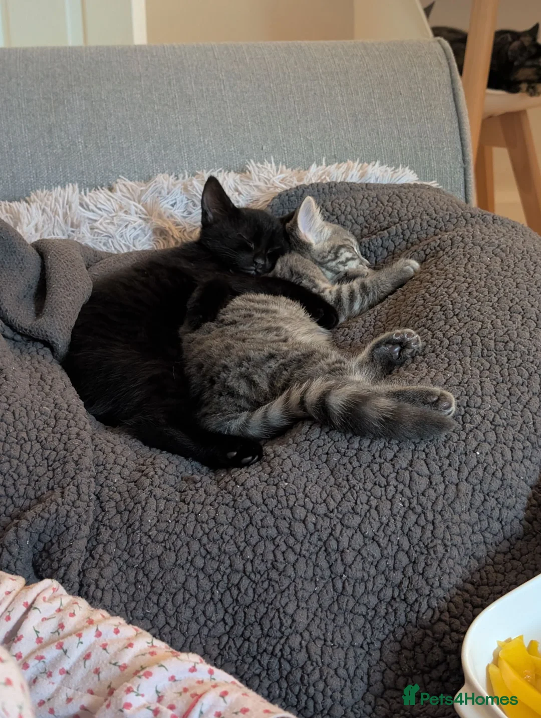 Mixed Breed cats for sale: Affectionate 16 Week Old Kittens - Advert 14