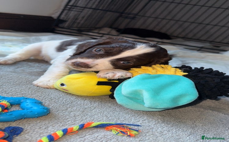 Sproodle dogs  Gorgeous F2 Sproodle Puppies – Family Raised  - Advert 1