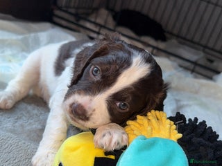 Sproodle dogs Gorgeous F2 Sproodle Puppies – Family Raised - Advert 4