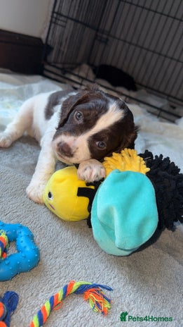 Sproodle dogs Gorgeous F2 Sproodle Puppies – Family Raised - Advert 1