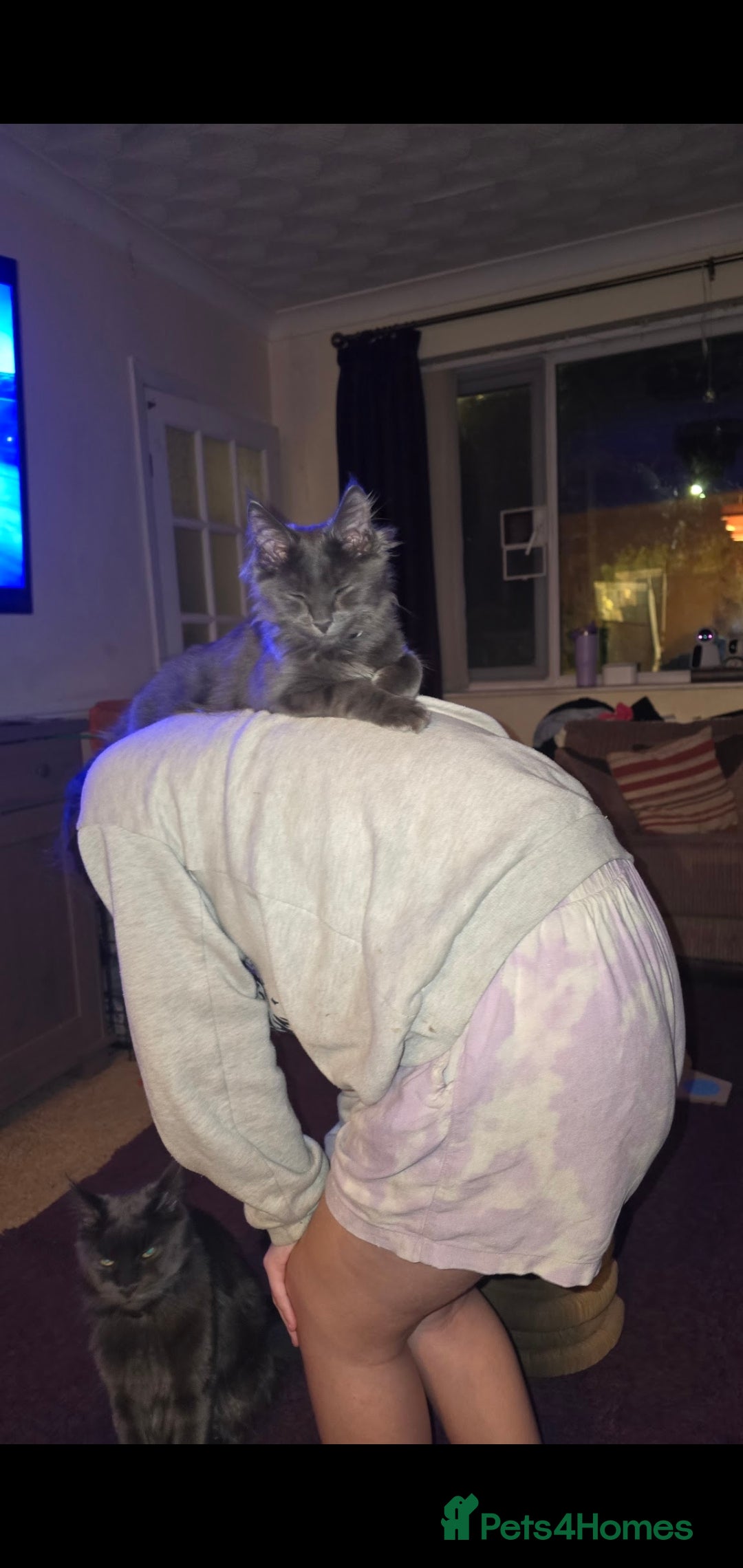Maine Coon cats for sale: Blue manie coon - Image 1