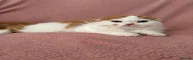Ragdoll 1