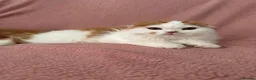 Ragdoll cats for sale: Beautiful Scottish Fold & Ragdoll Doll Mix Kittens - Advert 3