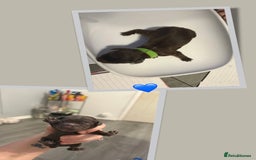 Cockapoo dogs for sale: READY  **  EVE COCKAPOO PUPS - Image 7