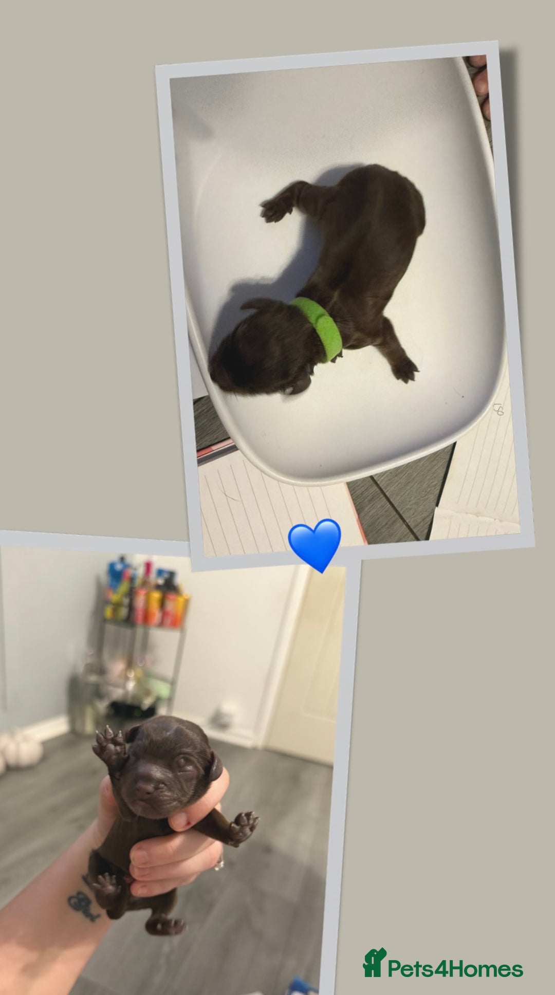 Cockapoo dogs for sale: READY  **  EVE COCKAPOO PUPS - Image 7