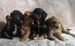 Toy Poodle dogs for sale: Phantom, black and tan and cream toy poodles  - Image 3