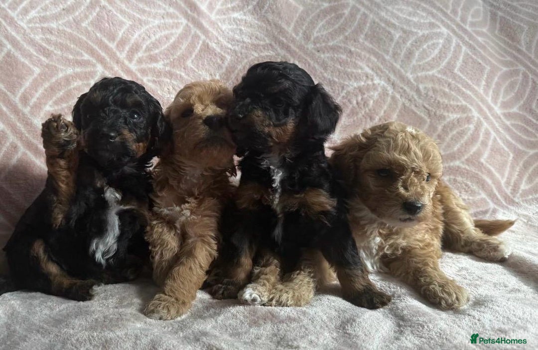 Toy Poodle dogs for sale: Phantom, black and tan and cream toy poodles  - Image 3