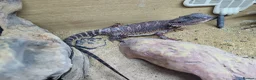 Bearded Dragon reptiles for sale: 100% Red Monster Bearded dragon female in Okehampton - Advert 2