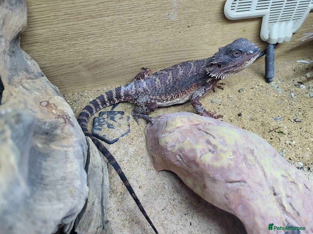 Bearded Dragon reptiles for sale: 100% Red Monster Bearded dragon female in Okehampton - Advert 2