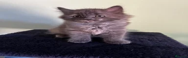 Grey tortie female