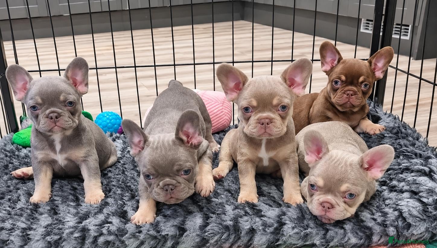 French Bulldog dogs Exceptional KC Registered French Bulldog Puppies - Advert 1