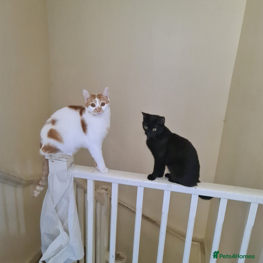 British Shorthair cats for sale: My boy looking for home - Advert 1