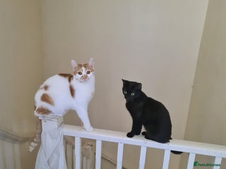 British Shorthair cats My boy looking for home - Advert 1