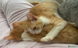 Domestic Shorthair cats for sale: Stunning Ginger Girl & Boy Kitten ready now - Image 1