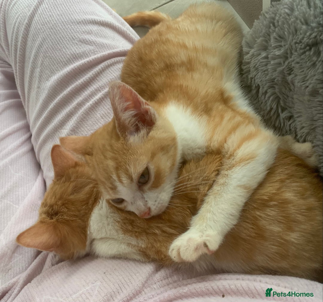 Domestic Shorthair cats for sale: Stunning Ginger Girl & Boy Kitten ready now - Image 1