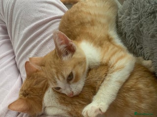 Domestic Shorthair cats - Advert 20