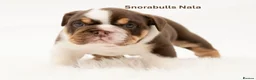 English Bulldog dogs for sale: Snorabulls Top Quality Girls - Advert 6
