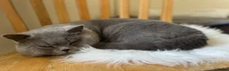 Russian Blue cats for sale: Beautiful Russian Blue/British Shorthair Kittens  in Wimborne - Advert 37