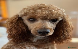 Cockapoo dogs for sale: Time to celebrate 🤩 - Image 10