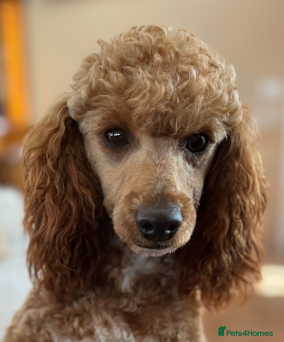 Cockapoo dogs for sale: Time to celebrate 🤩 - Image 10