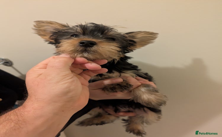 Yorkshire Terrier dogs - Advert 2