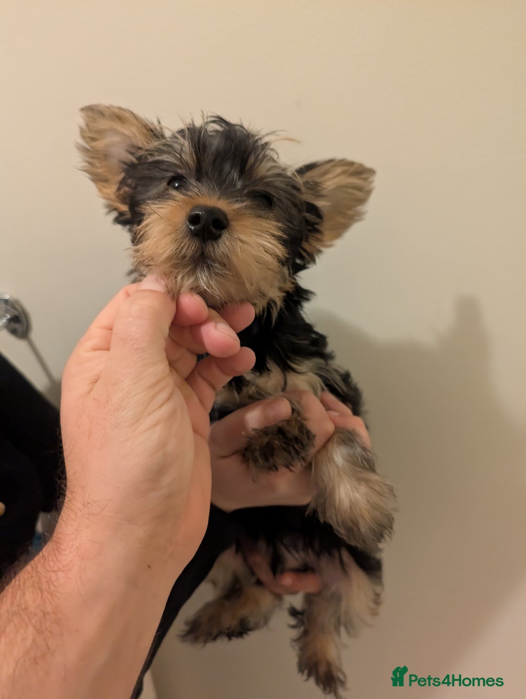 Yorkshire Terrier dogs for sale: Little boy  - Image 1