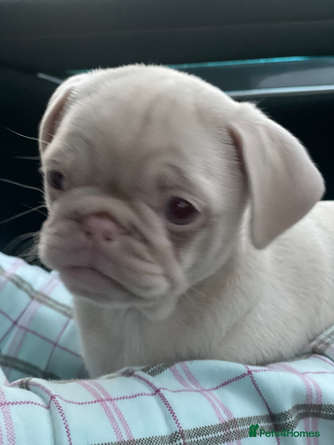 Pug dogs for sale: Pink champagne pug puppy - Advert 12
