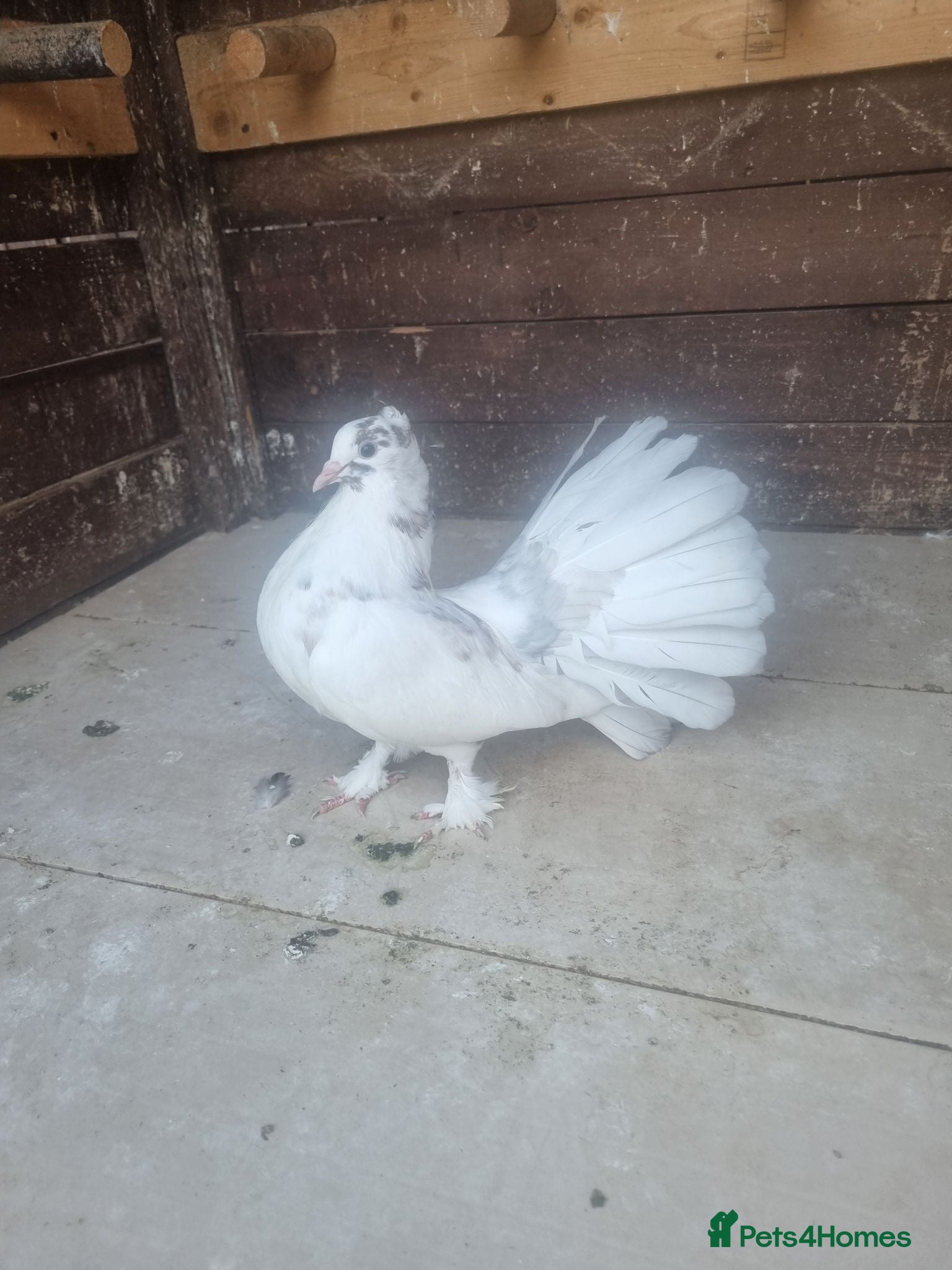 Pigeons birds Indian fantails  - Advert 20