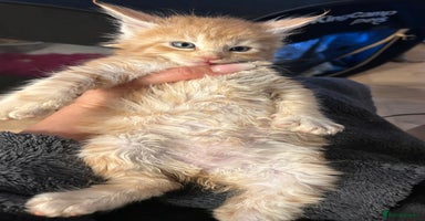 Maine Coon cats Stunning XL Purebred Main Coon kittens-last couple - Advert 6