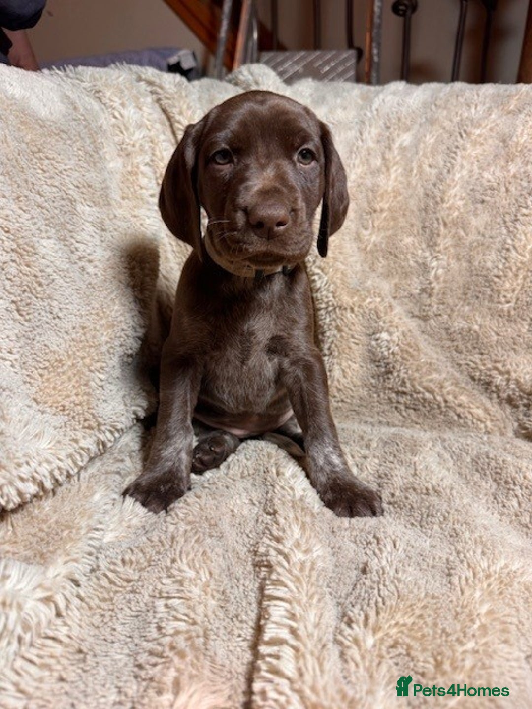 German Shorthaired Pointer dogs for sale: KC Reg Champ blood Lines GSP Pointer Pups - Leeds - Advert 11