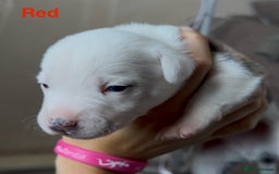 Mixed Breed dogs for sale: Staffie mix puppies - Image 2