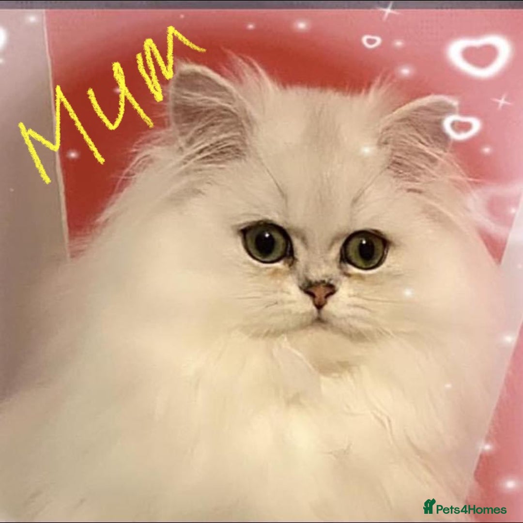 Persian cats for sale: Silver and golden chinchilla Persian kittens - Advert 7