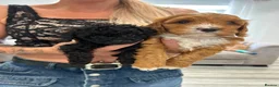 Cavapoo dogs for sale: RARE  **  CAVAPOOS dna tested parents  in Nottingham - Advert 22