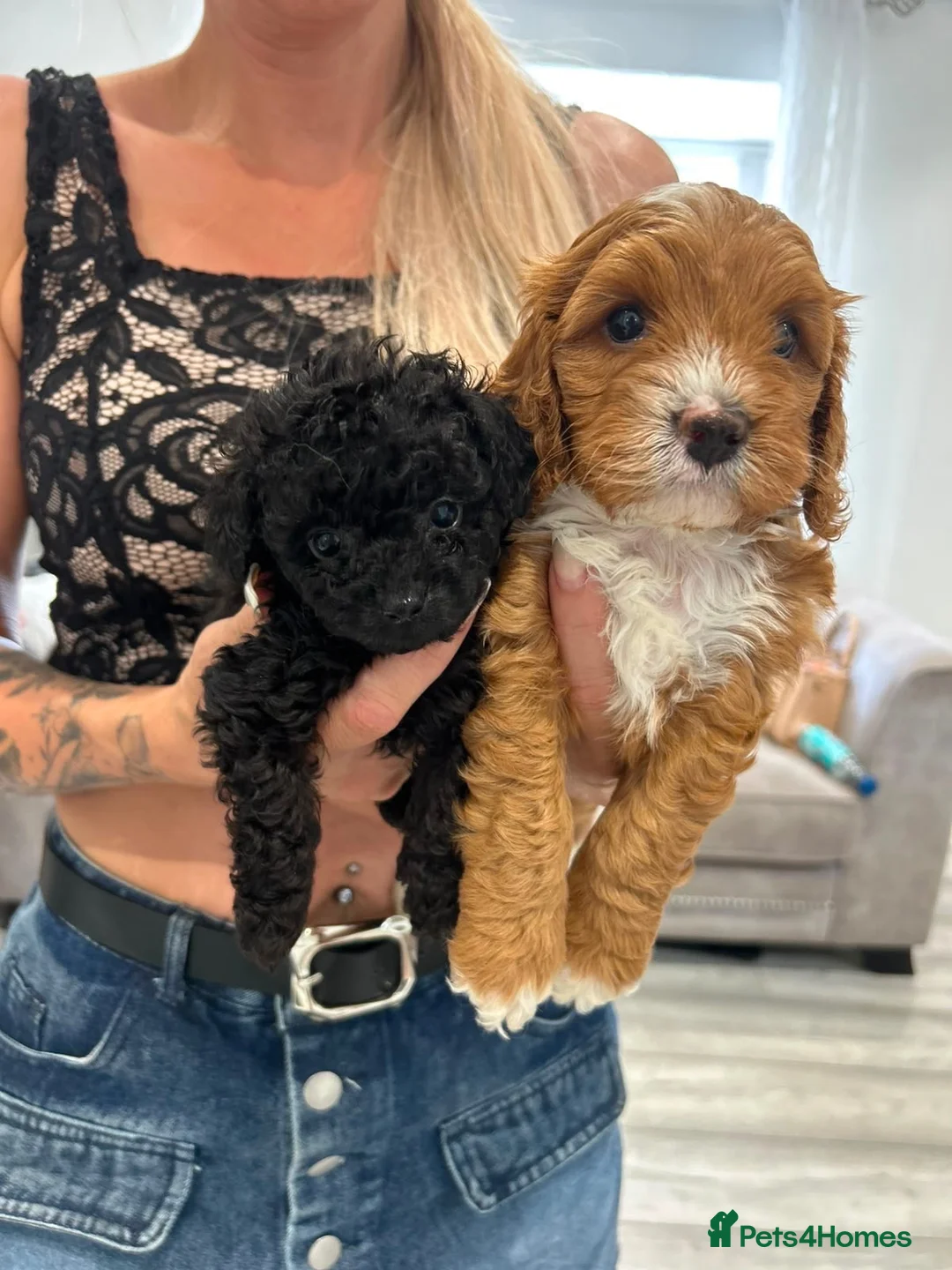 Cavapoo dogs for sale: RARE  **  CAVAPOOS dna tested parents  in Nottingham - Advert 22