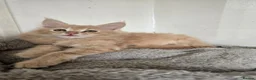 Maine Coon cats for sale: Full Mainecoon beautiful kittens  - Advert 12