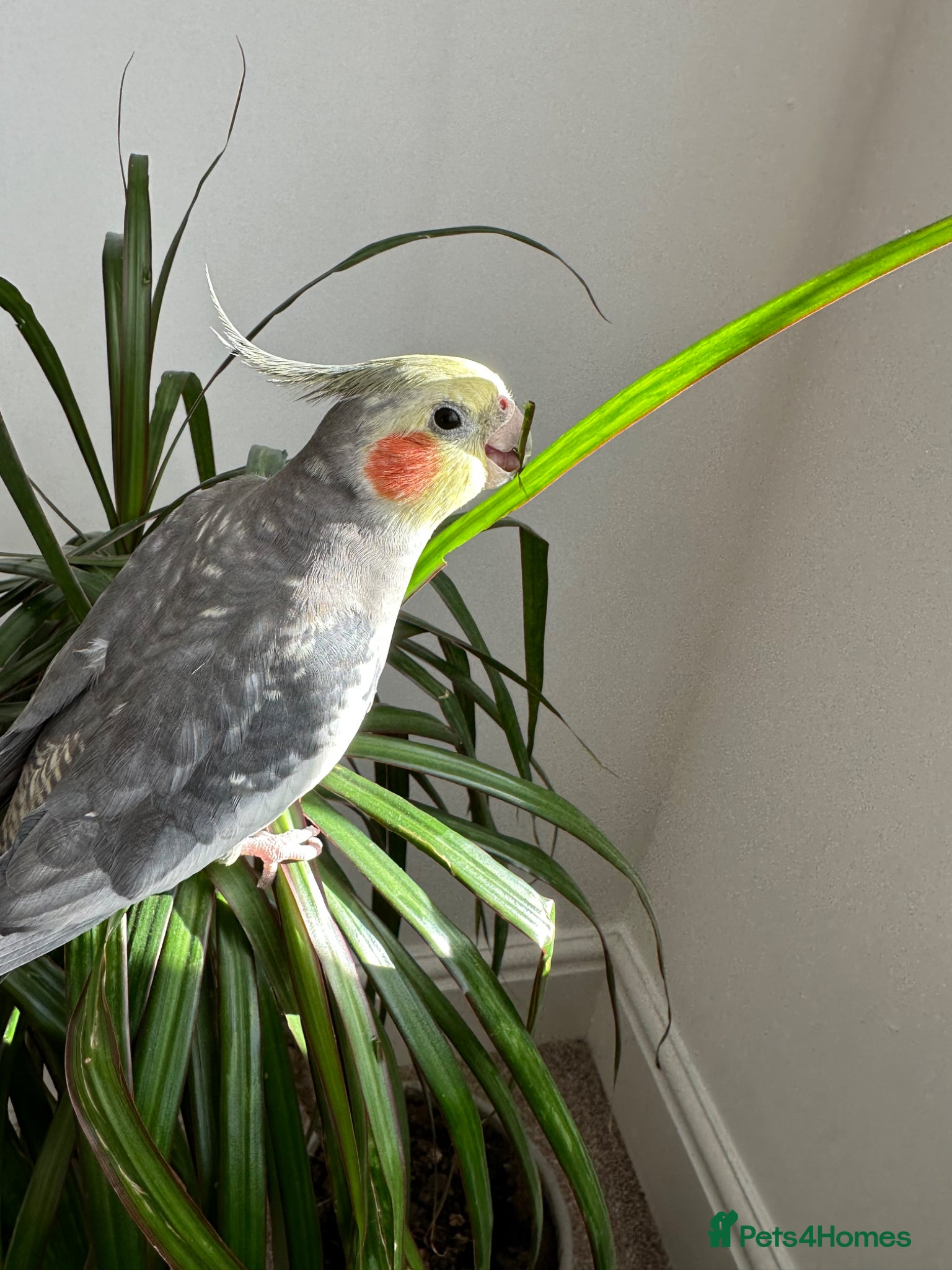 Cockatiels birds Cockatiel -A loving home wanted  - Advert 2