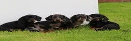 Dachshund dogs for sale: Miniature Dachshund puppies for sale - Advert 30