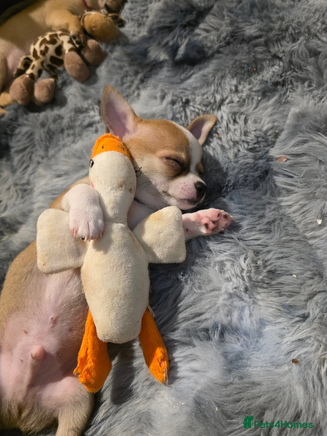 Chihuahua dogs for sale: Chihuahua Puppies 20TH  READY TO GO  - Advert 11