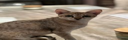 Savannah cats for sale: Stunning Savannah cats for sale - Advert 7