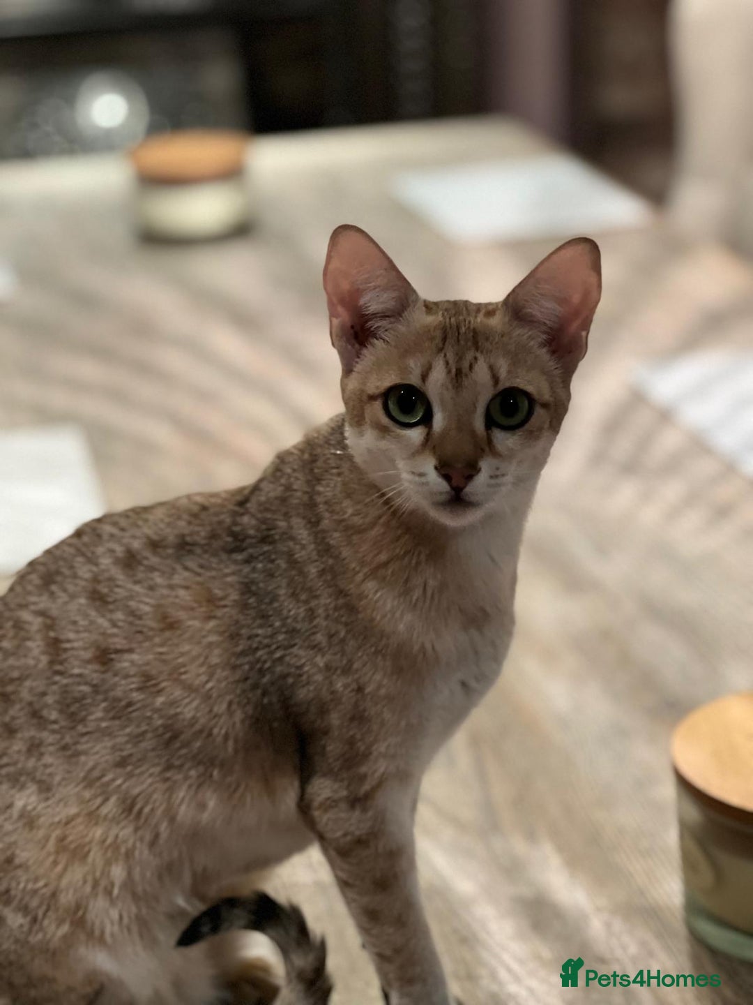 Savannah cats for sale: Stunning Savannah cats for sale - Image 7