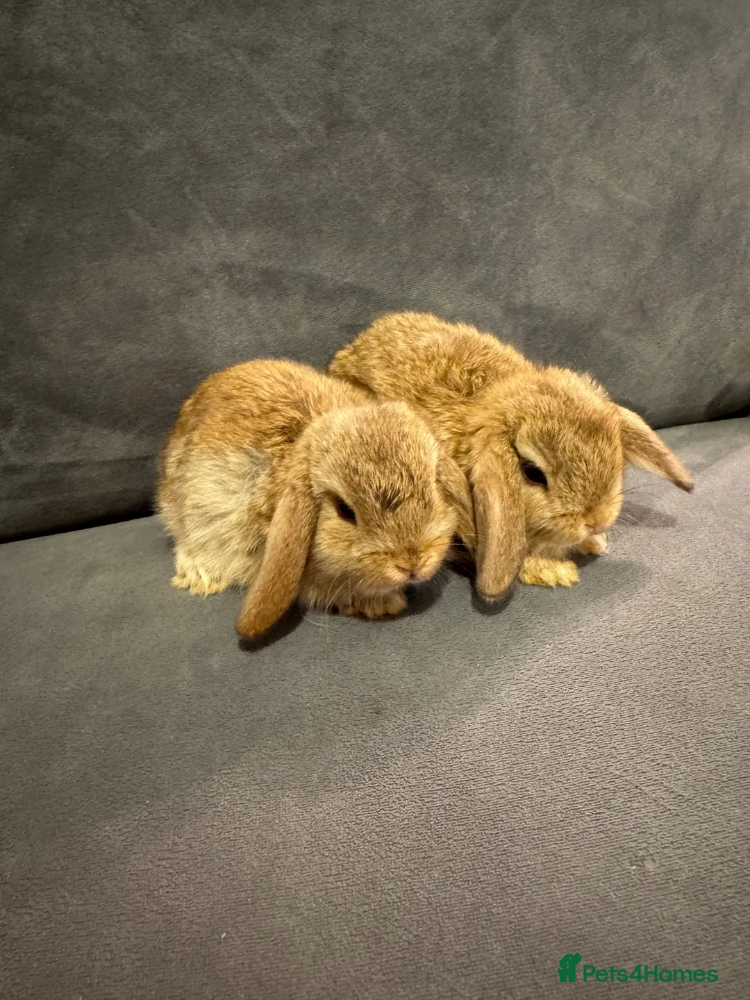 Mini Lop rabbits for sale: Mini Lop Show Bunny Sisters (Pair) - Advert 7
