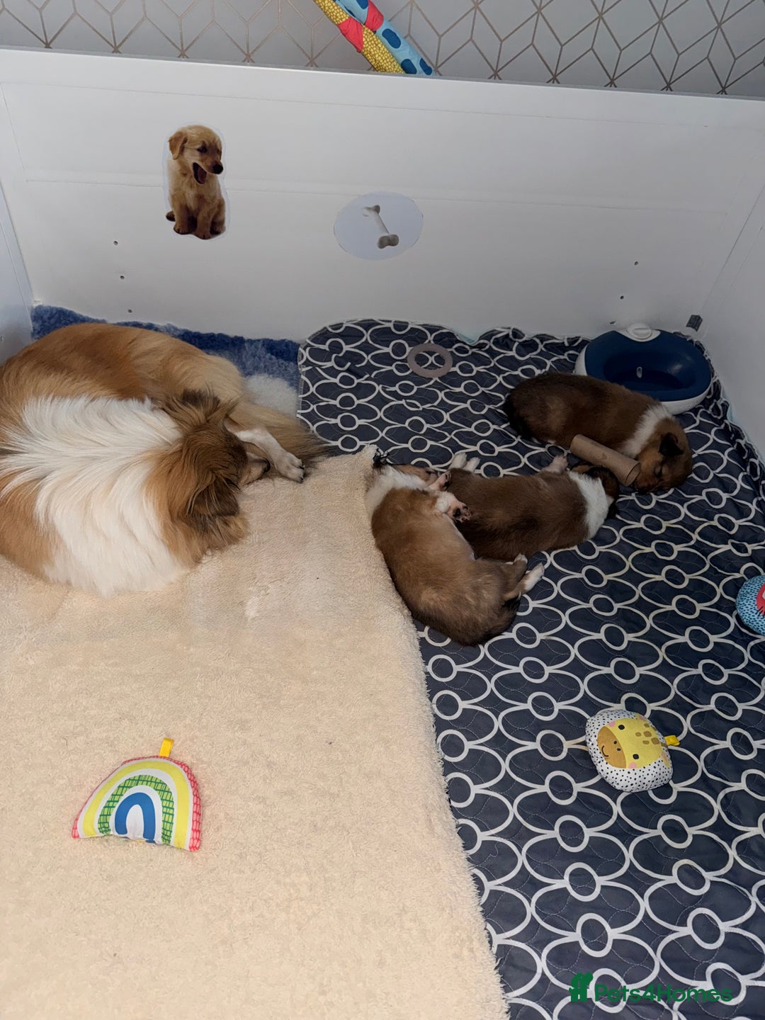 Shetland Sheepdog dogs for sale: Sable & white Male Shetland Sheepdog Puppy - Advert 7