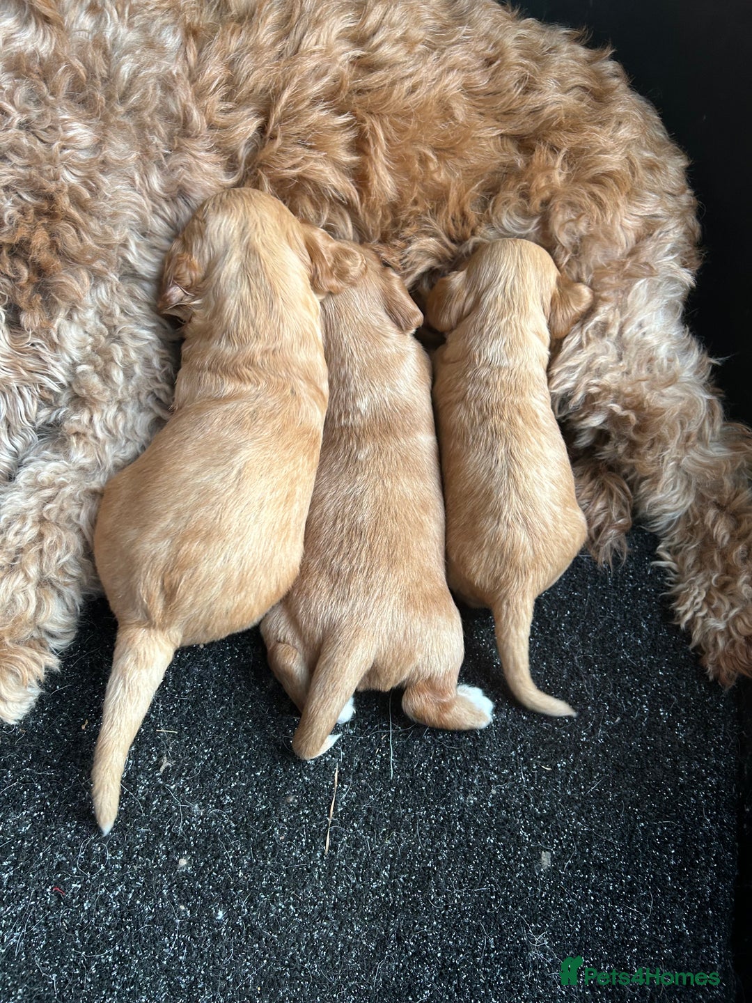 Cockapoo dogs for sale: Cockapoo puppies ginger/golden - Advert 9