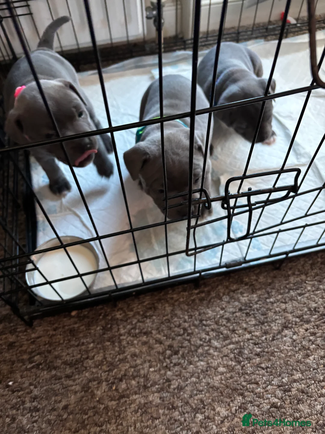 Staffordshire Bull Terrier dogs for sale: Staffy pups  - Advert 14