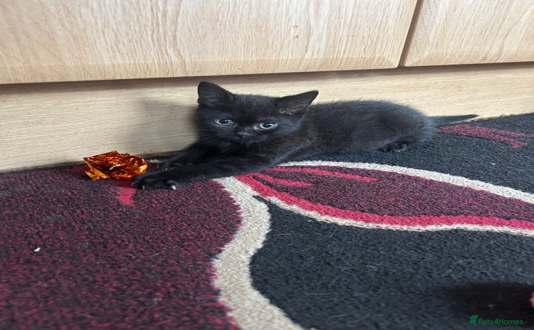 British Shorthair cats - Advert 1