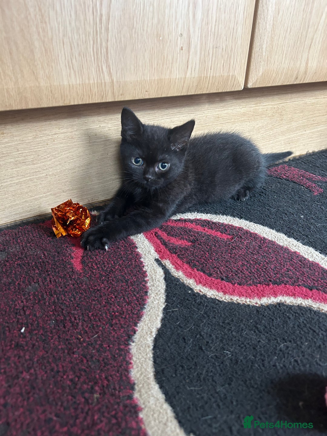 British Shorthair cats for sale: 3 Beautiful kittens  - Image 9